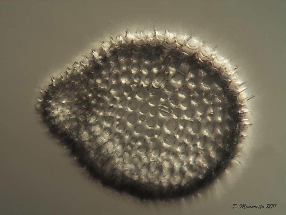 Radiolari Polycystina 6